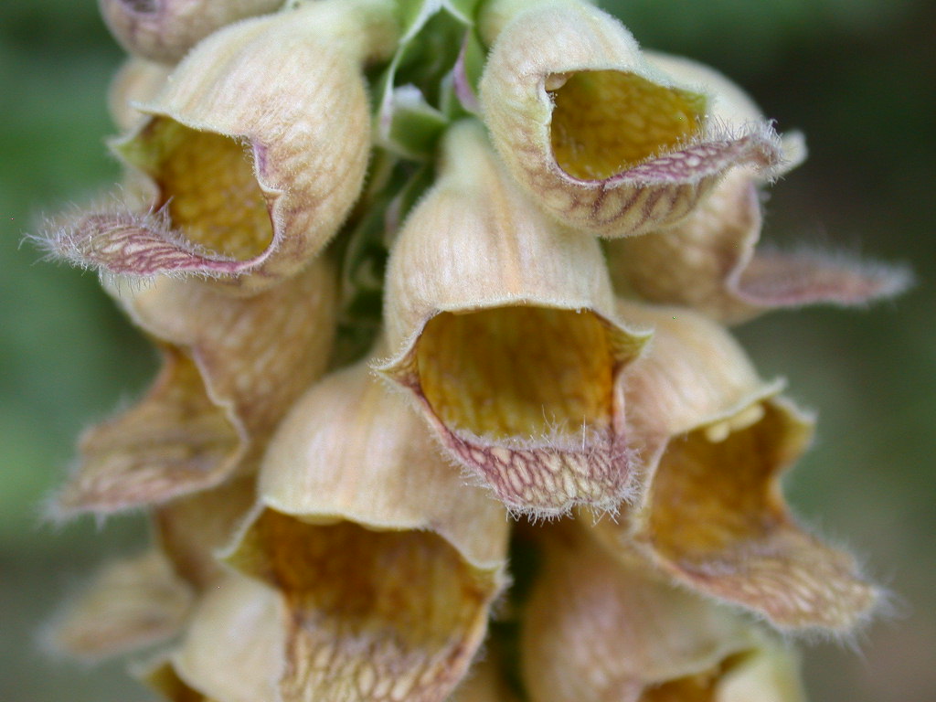 Digitalis ferruginea / Digitale bruna